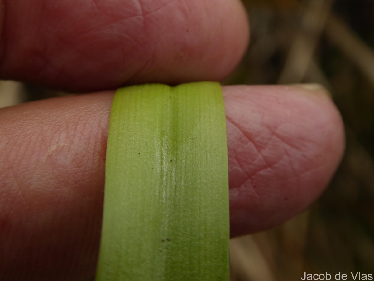 Eriocaulon brownianum Mart.